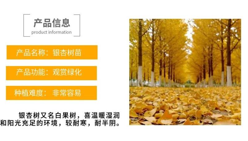 金叶银杏树白果树小苗大树庭院观赏绿化行道苗拆迁占地南北
