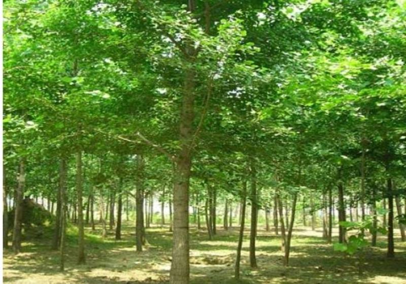 金叶银杏树白果树小苗大树庭院观赏绿化行道苗拆迁占地南北