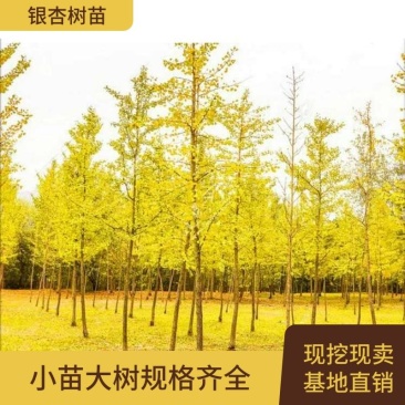 金叶银杏树白果树小苗大树庭院观赏绿化行道苗拆迁占地南北