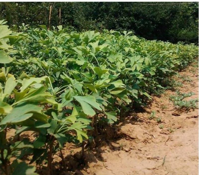 金叶银杏树白果树小苗大树庭院观赏绿化行道苗拆迁占地南北