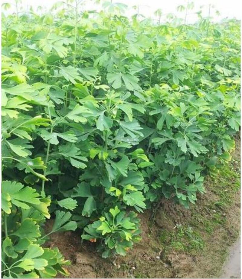 金叶银杏树白果树小苗大树庭院观赏绿化行道苗拆迁占地南北