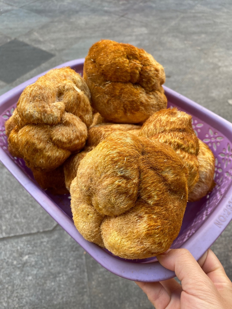 长白山特级精品猴头菇