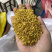 特级无硫广西超香干桂花