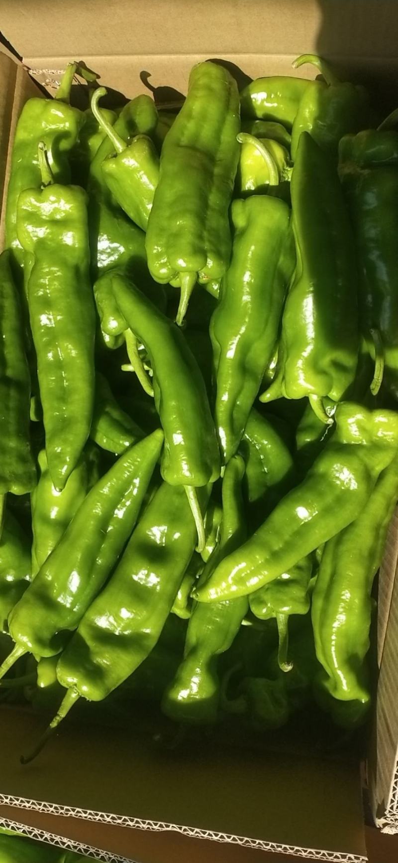 【热卖】精品泡椒301，货源充足，对接各大商超欢迎咨询