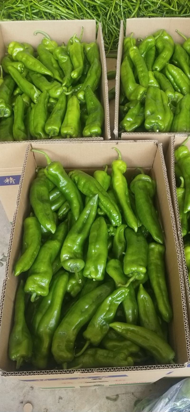 【热卖】精品泡椒301，货源充足，对接各大商超欢迎咨询