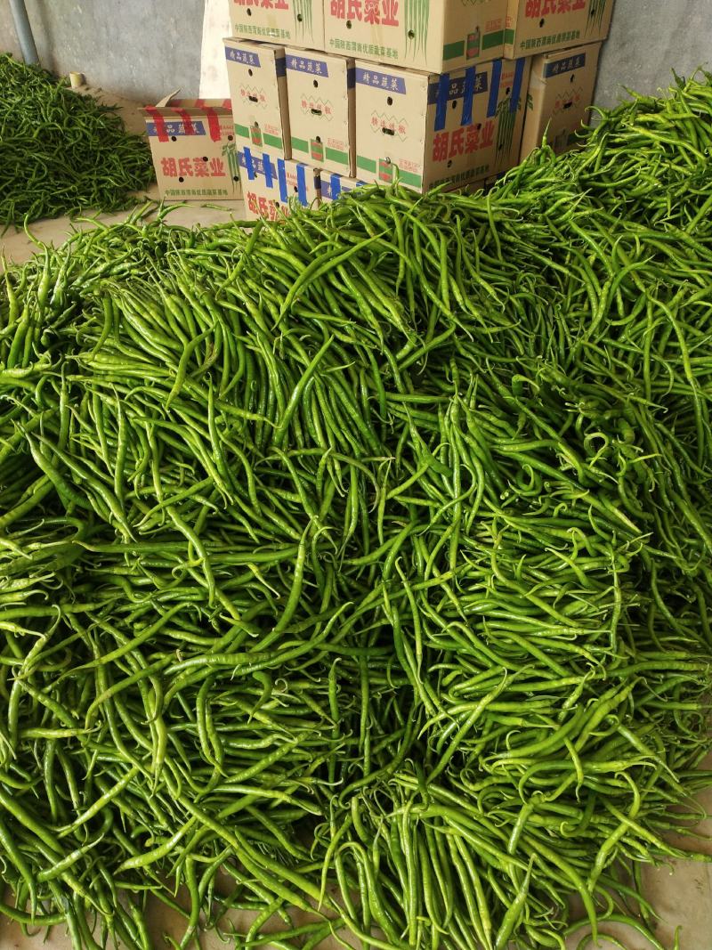 精品二荆条辣椒对接全国产地助农货源充足欢迎咨询