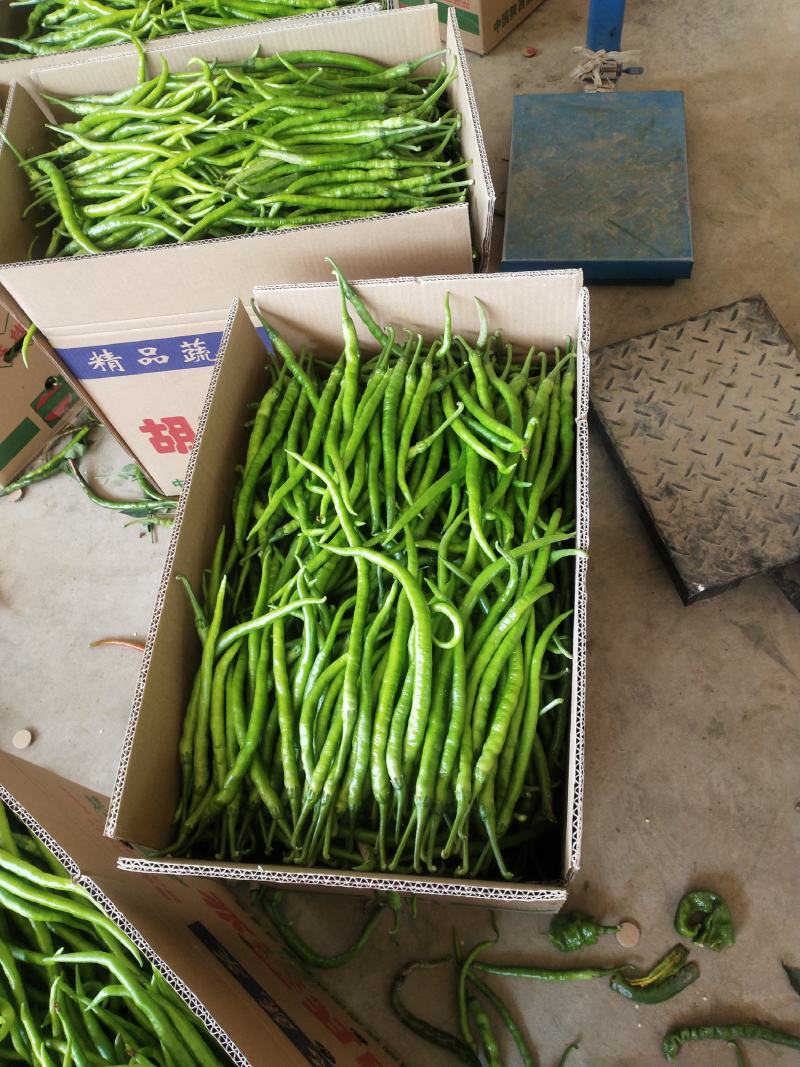 精品线椒，广东精品线椒量大从优诚信经营欢迎咨询