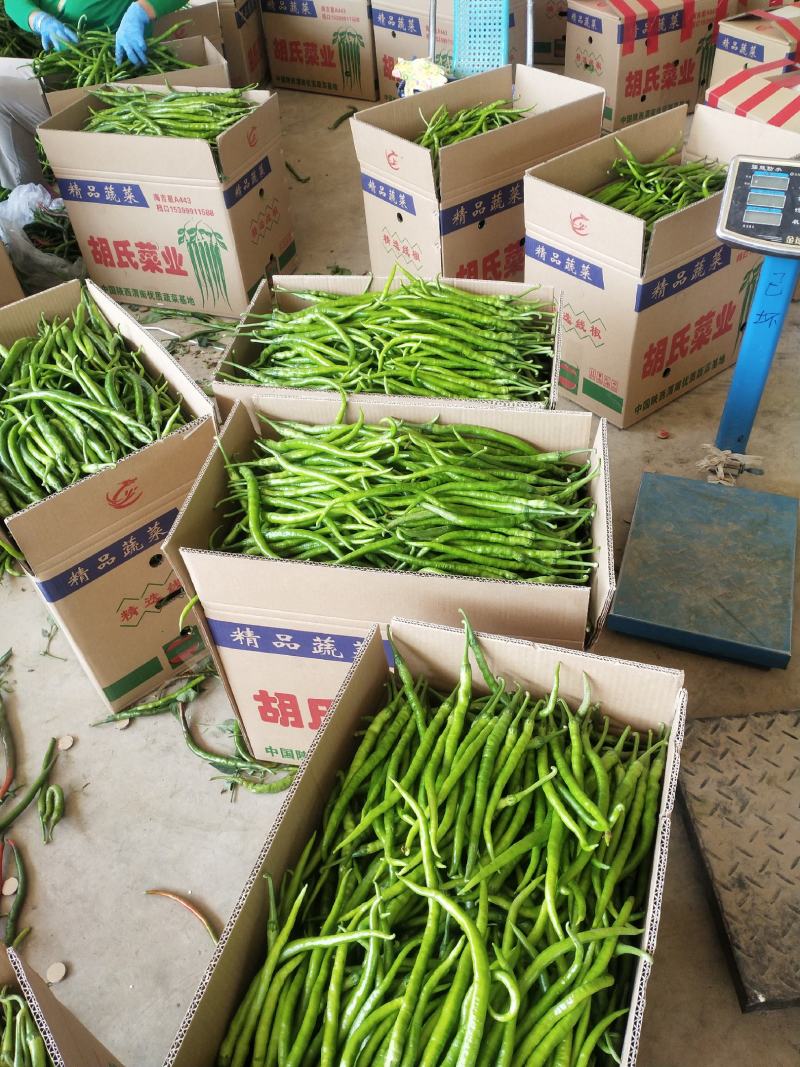 精品线椒，广东精品线椒量大从优诚信经营欢迎咨询
