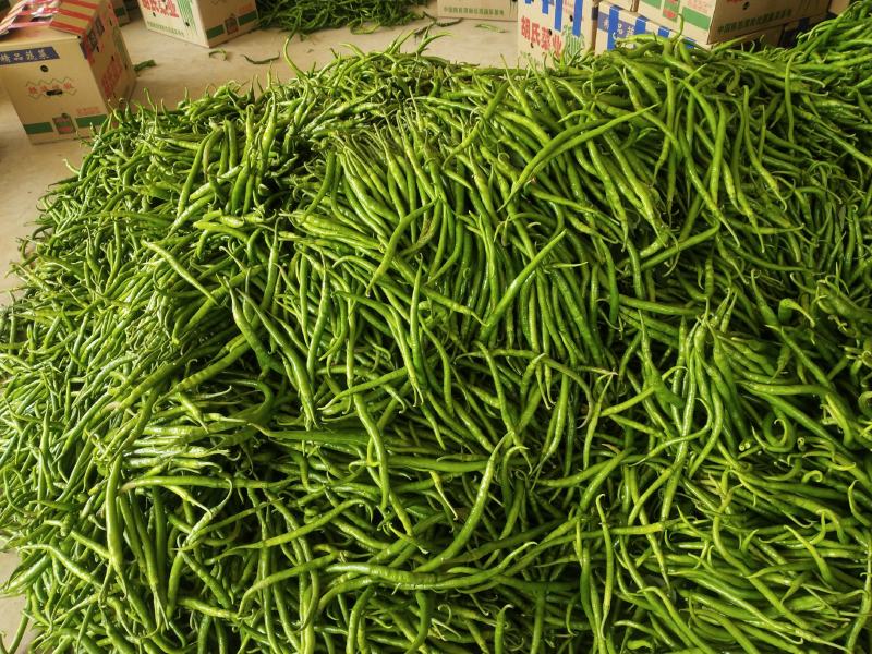 精品线椒，广东精品线椒量大从优诚信经营欢迎咨询