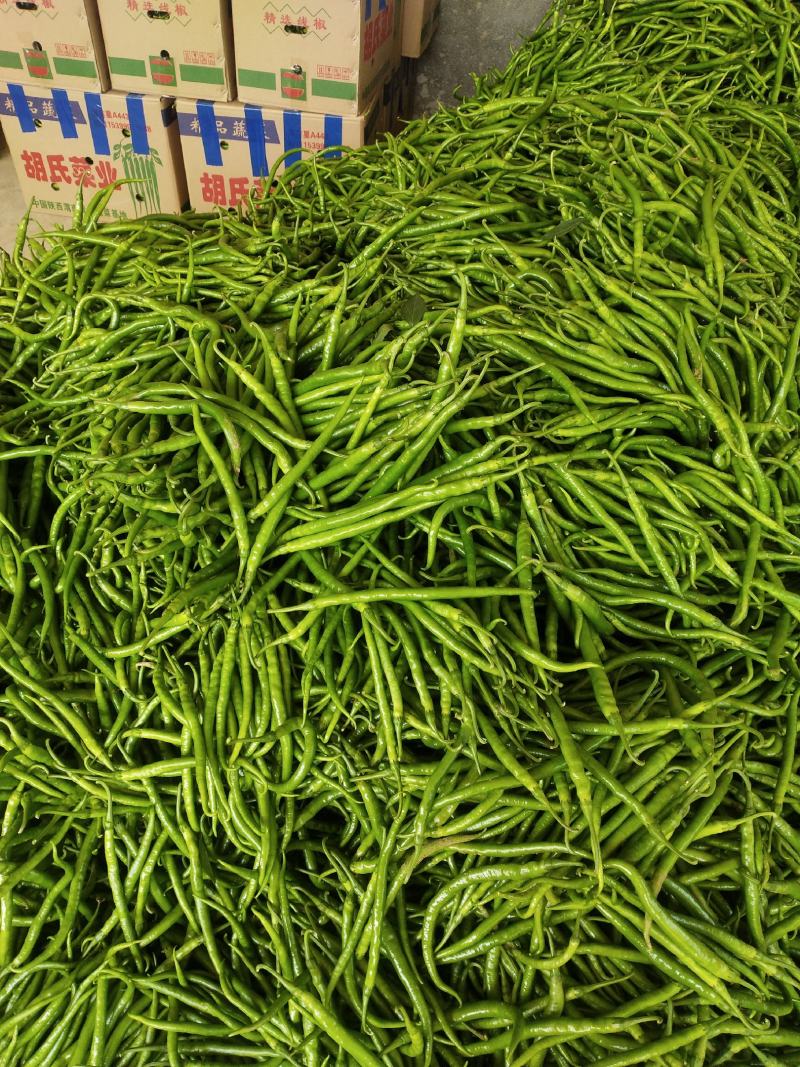 精品线椒，广东精品线椒量大从优诚信经营欢迎咨询