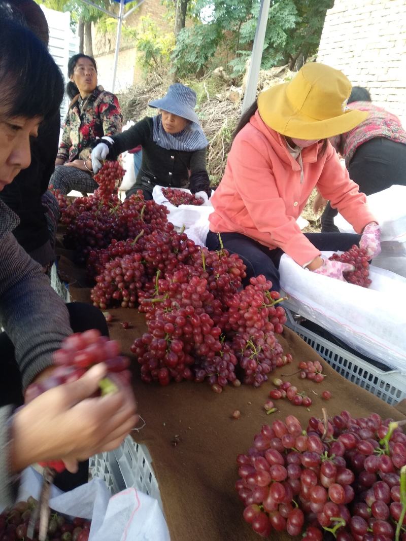 陕西渭南葡萄克伦生无籽口感甜亮度好果面干净现货