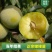 四川脆红蜂糖青脆半边红五月脆恐龙蛋西梅五月脆现挖现发全国