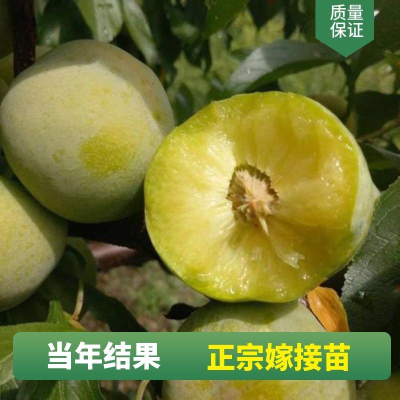 四川脆红蜂糖青脆半边红五月脆恐龙蛋西梅五月脆现挖现发全国