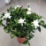 小叶栀子花盆栽栀子花苗盆栽栀子花芳香花卉观花植物