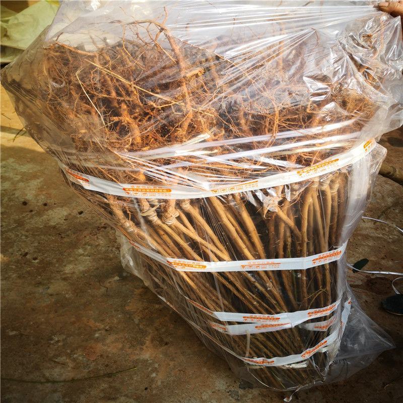 嫁接黄金奈李子树苗当年结果脆李南方种植嫁接油奈李子苗北方