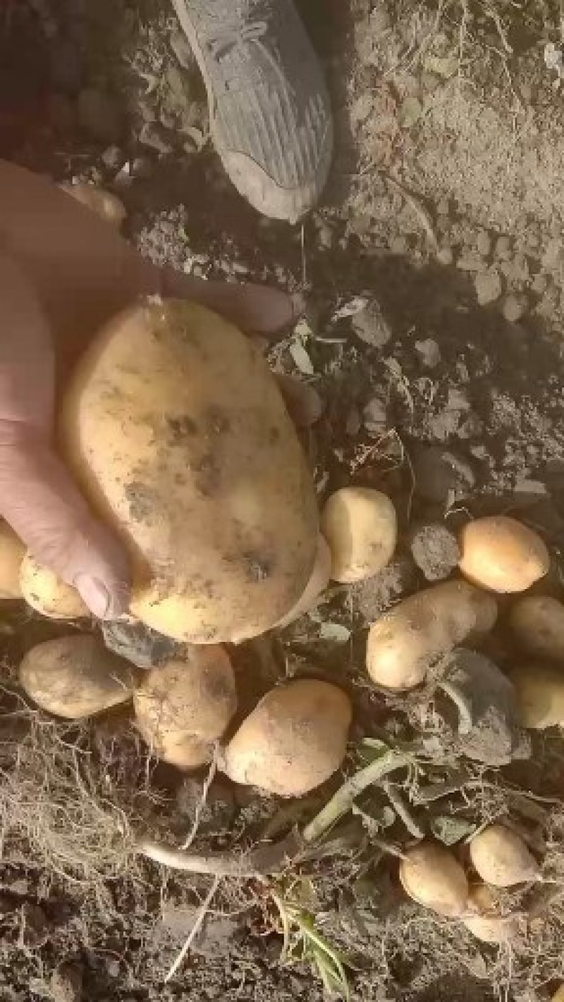 新疆阿克苏实验一号土豆大小都有全国接单耐运输提供包装视频看货