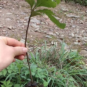 广西金秀大瑶山野生草珊瑚苗