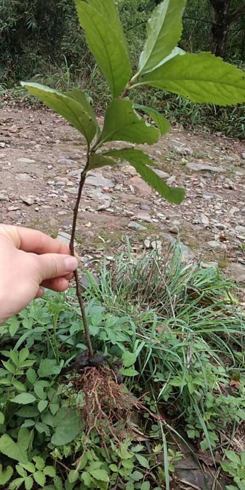 广西金秀大瑶山野生草珊瑚苗