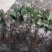 广西金秀大瑶山野生草珊瑚苗