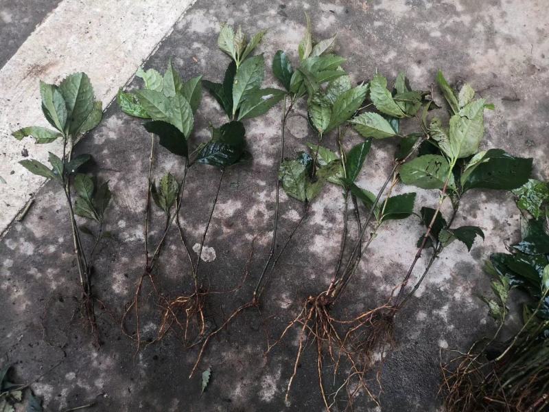 广西金秀大瑶山野生草珊瑚苗