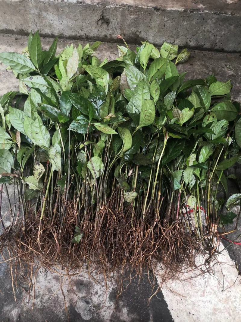 广西金秀大瑶山野生草珊瑚苗