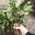 广西金秀大瑶山野生草珊瑚苗