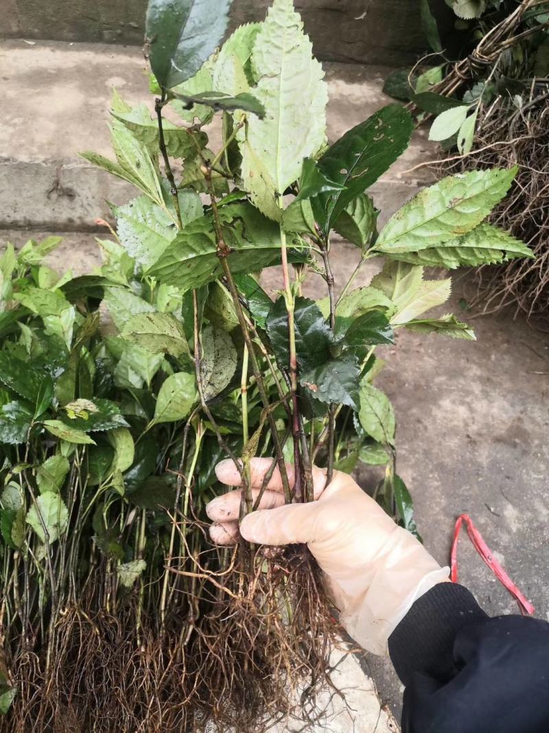 广西金秀大瑶山野生草珊瑚苗
