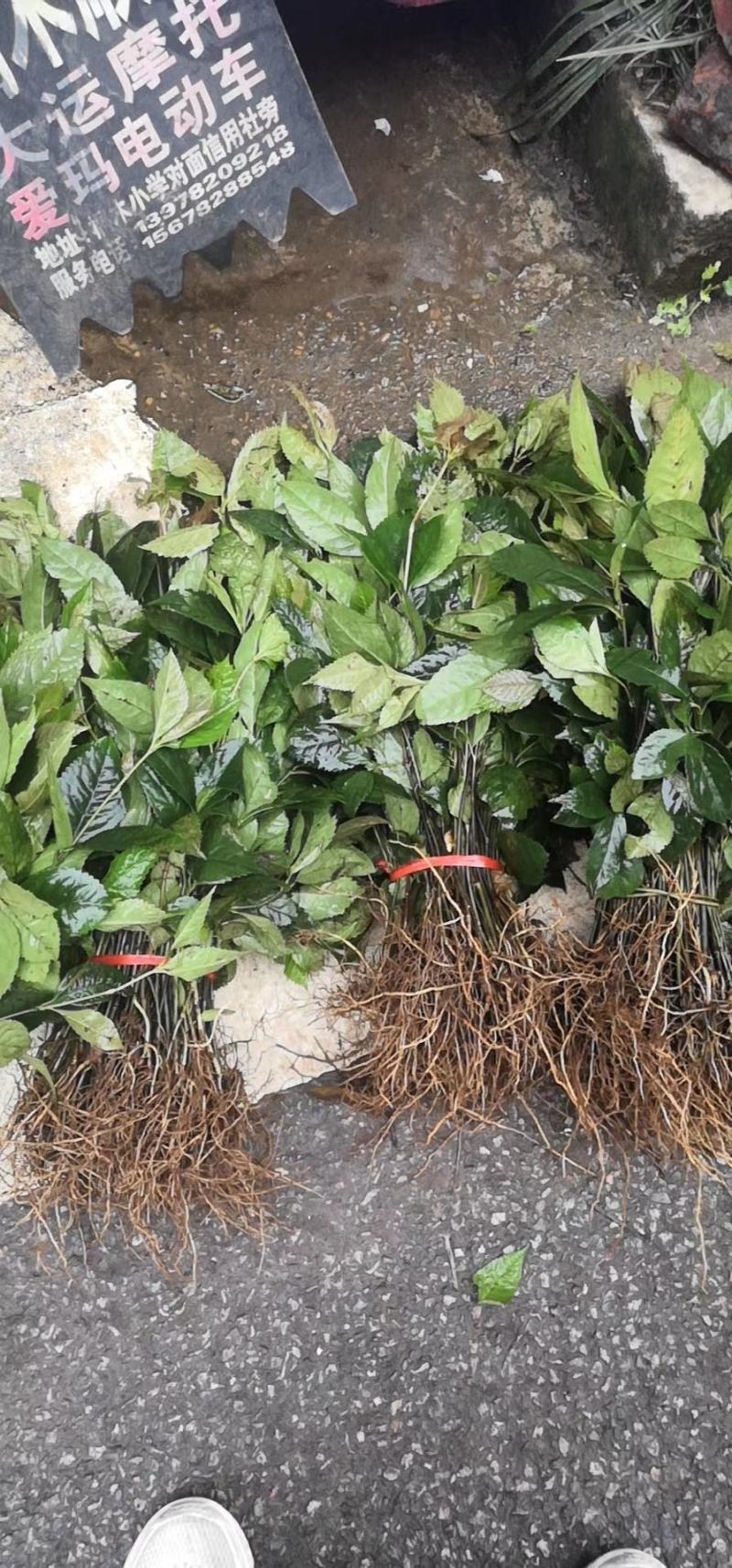 广西金秀大瑶山野生草珊瑚苗