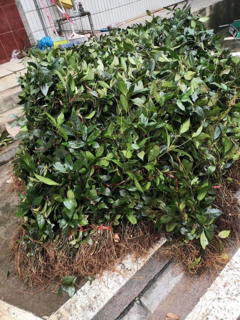 广西金秀大瑶山野生草珊瑚苗