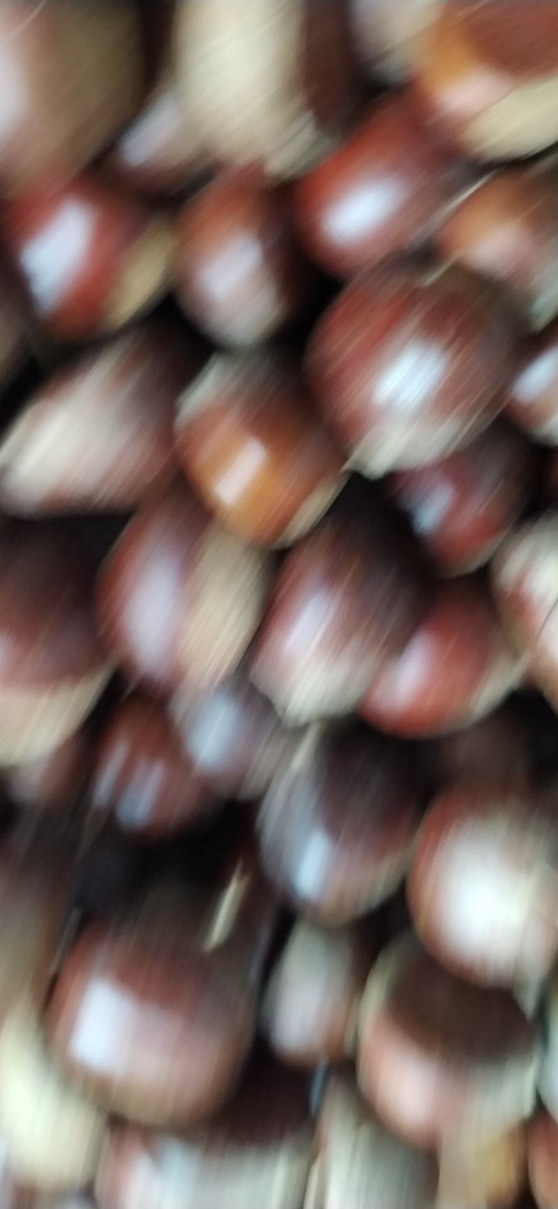 经销各种怀楼老树油栗