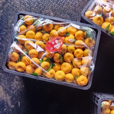 新余蜜橘，纯甜化渣，光鲜亮丽，果红扁形，量大从优