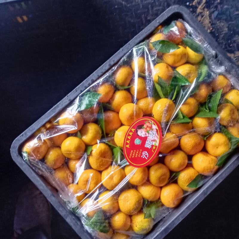 新余蜜橘，纯甜化渣，光鲜亮丽，果红扁形，量大从优