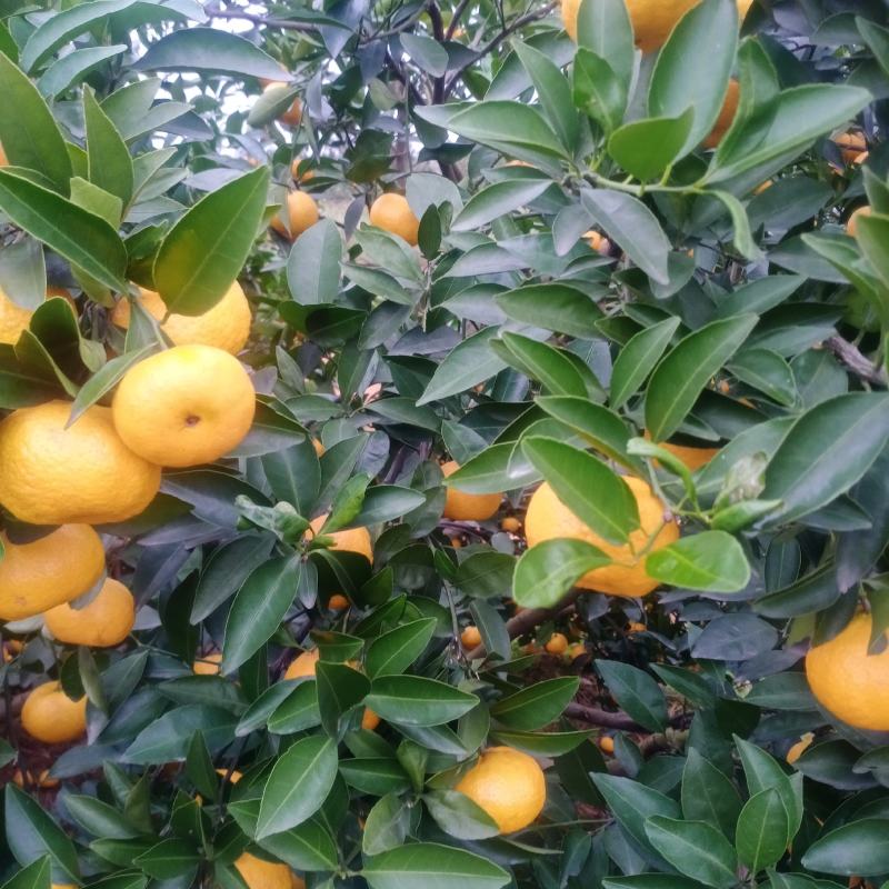 新余蜜橘，纯甜化渣，光鲜亮丽，果红扁形，量大从优