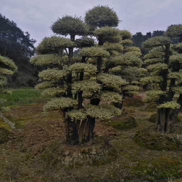 金叶女桢，基地直销供应