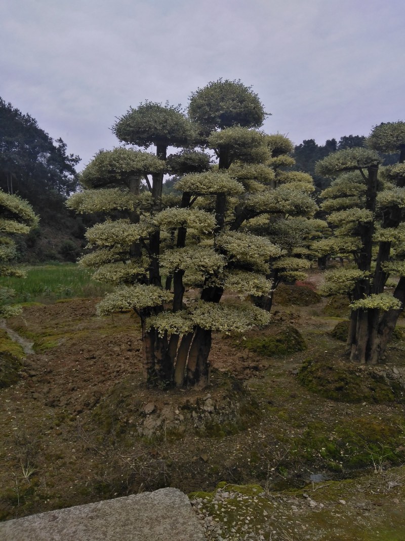 金叶女桢，基地直销供应