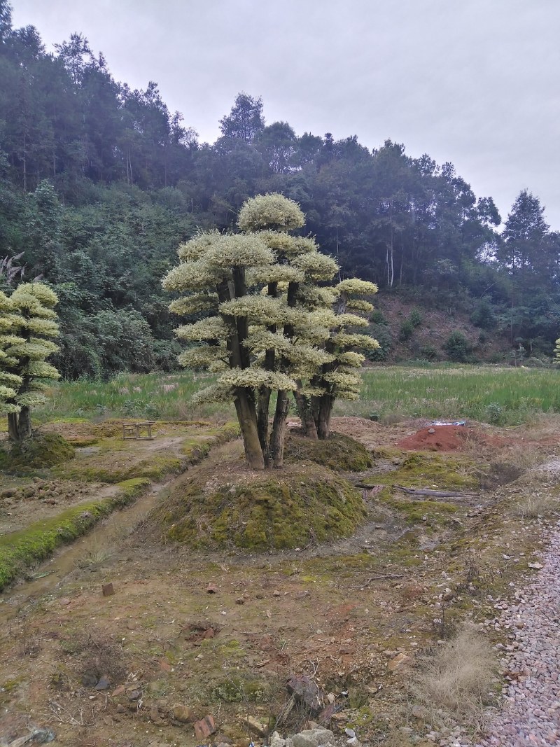 金叶女桢，基地直销供应
