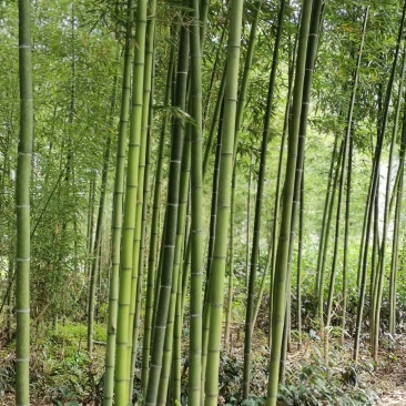 雷竹一手货源，批发处理，支持视频和现场看货