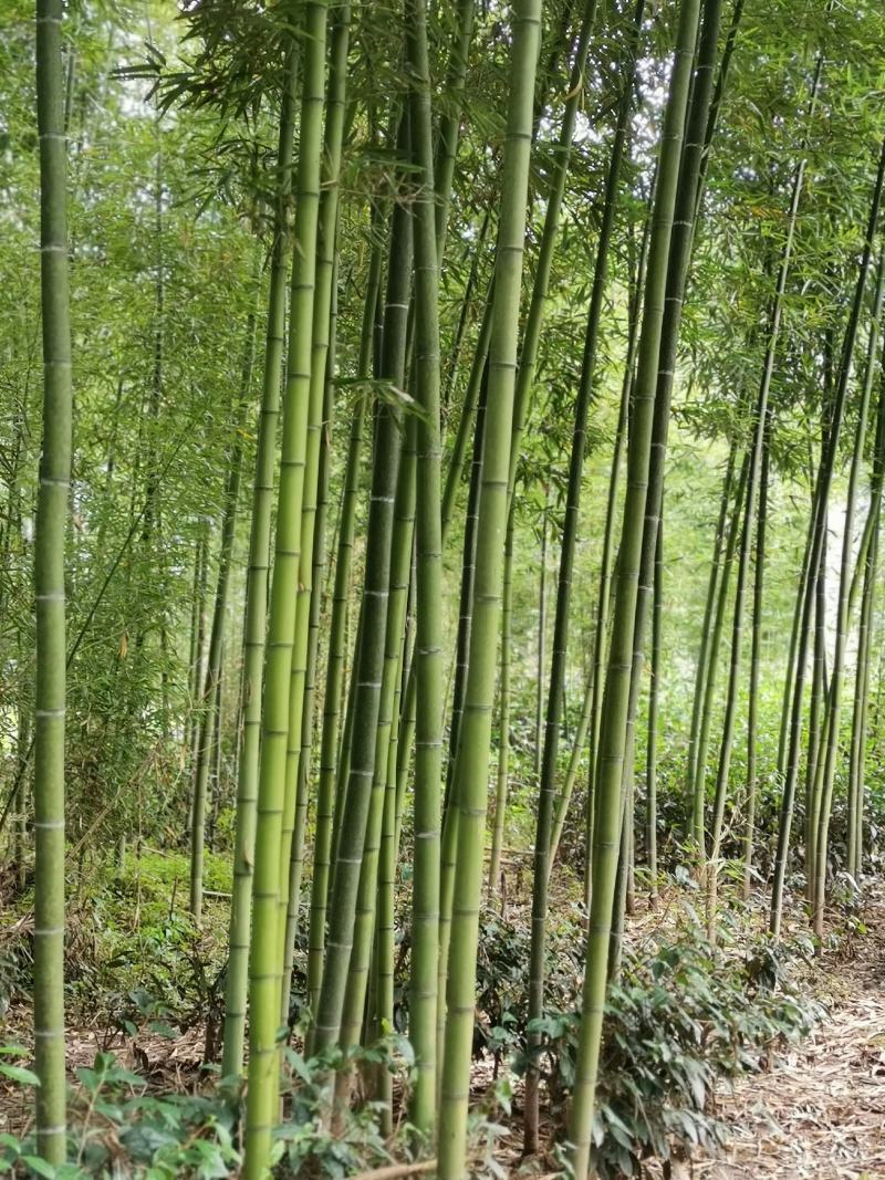 雷竹一手货源，批发处理，支持视频和现场看货