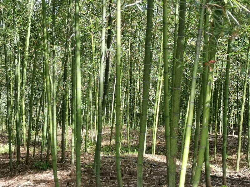 雷竹一手货源，批发处理，支持视频和现场看货