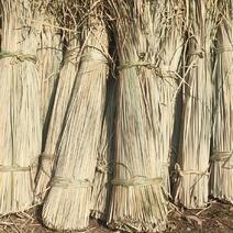 干草干蒲草芦苇，工艺品农资产品原料经济作物