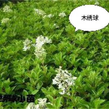 木绣球80公分左右3个分枝以上