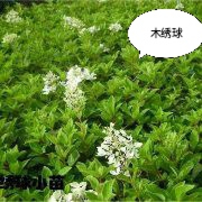 木绣球80公分左右3个分枝以上