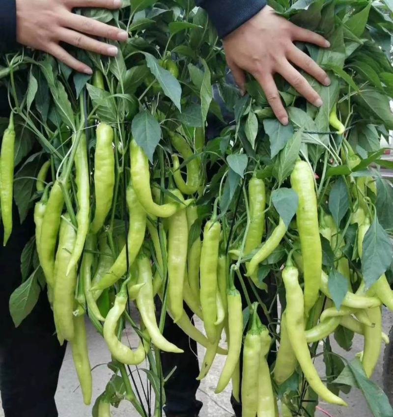 辣椒。。。。。。。。。。。