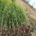 精品刚竹，现挖现卖，绿化工程装车发货，海量大单，预订有优