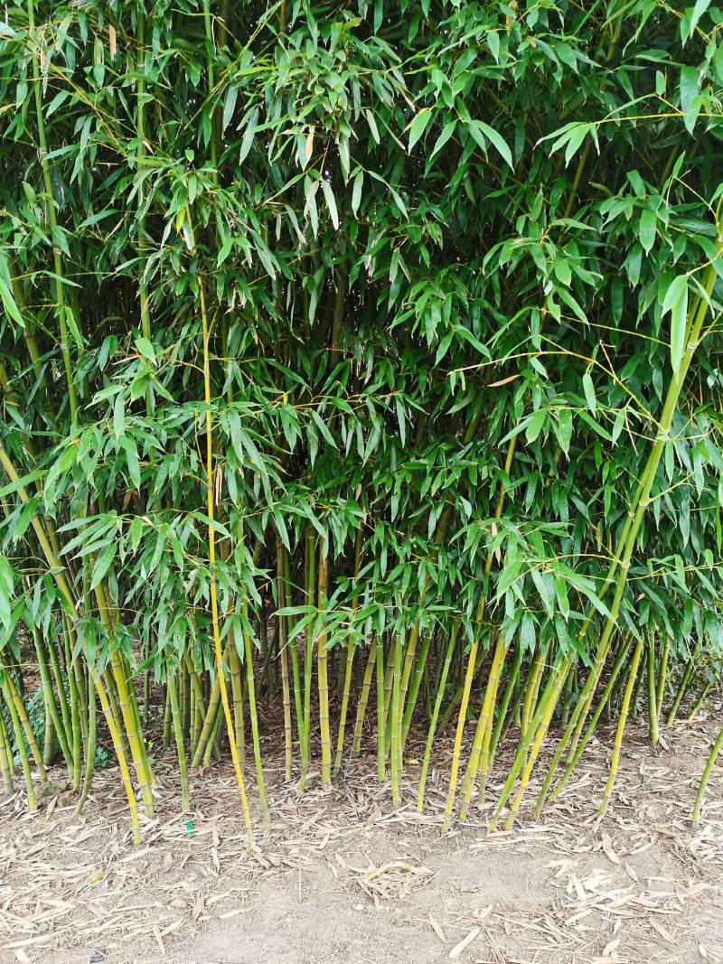 精品刚竹，现挖现卖，绿化工程装车发货，海量大单，预订有优