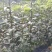 嫁接翠冠梨子树苗圆黄黄金梨梨子果树苗苍溪雪梨树苗南北地栽