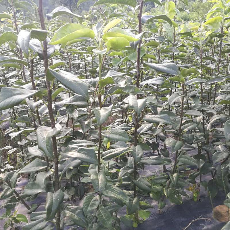 嫁接翠冠梨子树苗圆黄黄金梨梨子果树苗苍溪雪梨树苗南北地栽