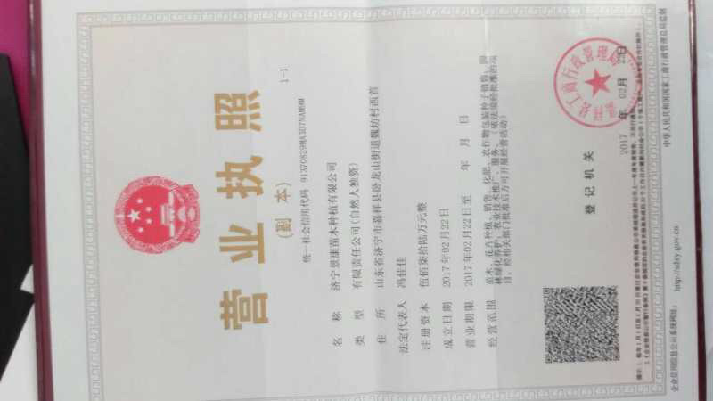 早熟禾种子净籽四季可播产量高每亩25/30斤