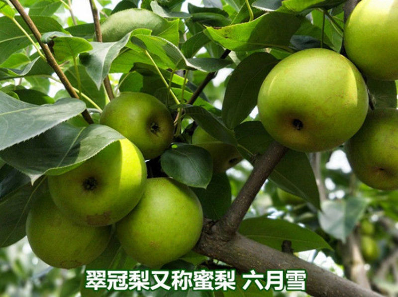 嫁接翠冠梨子树苗圆黄黄金梨梨子果树苗苍溪雪梨树苗南北地栽