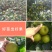 嫁接翠冠梨子树苗圆黄黄金梨梨子果树苗苍溪雪梨树苗南北地栽